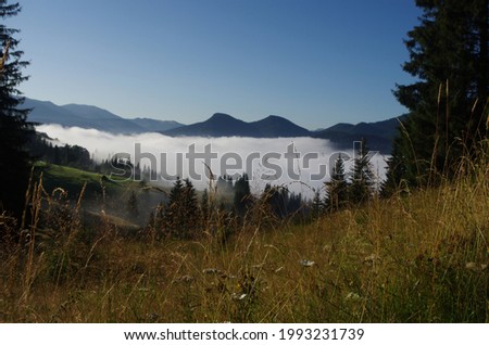 Mountain landscape with forest in the summer. Silhouettes of fir trees in the fog, conifers, spring time. Suitable for ecological backgrounds and wallpapers.