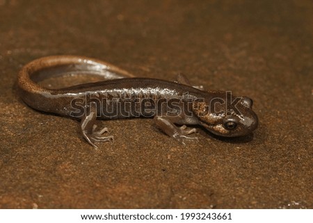 A closeup shot of a juvenile northwestern salamander,  Ambystoma gracile on a wed springtime