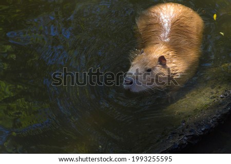 Nutria swims in the water in search of food on a sunny summer day. Beautiful photo of wildlife.