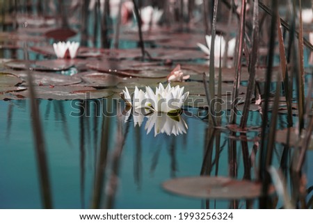 White lilly in green summer pond