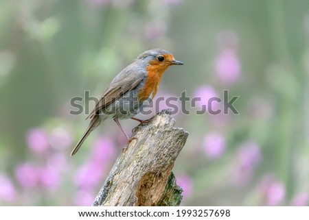 European Robin (Erithacus rubecula) on a branch in the forest of Overijssel in the Netherlands. Pink flowers in the background.                            