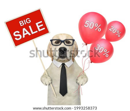 A dog labrador is standing with red balloons and a sign that says big sale. White background. Isolated.
