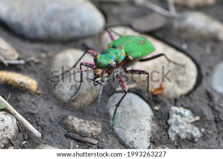 Closeup picture of the Eurasian green tiger beetle Cicindela campestris, photographed on a meadow in southern Germany.