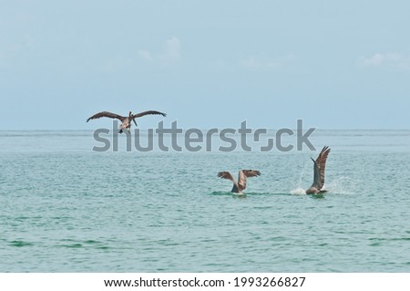 front view, far distance of three, brown pelicans landing on surface of tropical waters of gulf of Mexico