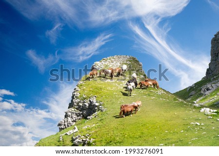 mountain landscape of some horses in the wild in abruzzo italy