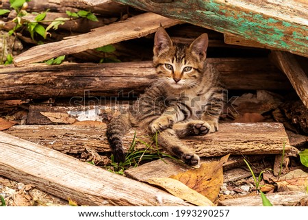 Adorable domestic kitten hiding among dry pieces of wood on the ground looking towards the camera with eyes wide open 