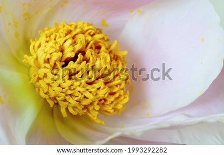 A very close view of the center of a Peony flower.