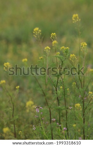 dandelions and flowers in a summer field