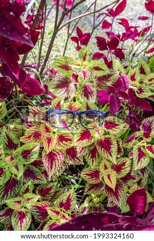 glossy blue square eyeglass frame on a Coleus leaf. square eyeglass frame in the photo from above with a natural landscape background
