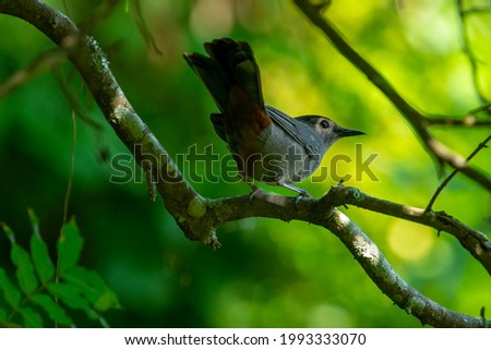 Gray Catbird perched on a small tree branch 