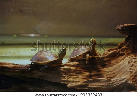Two turtles are on a log in a glass cabinet under lights for selective focus and blurred background.Pets and hobby on the holiday.