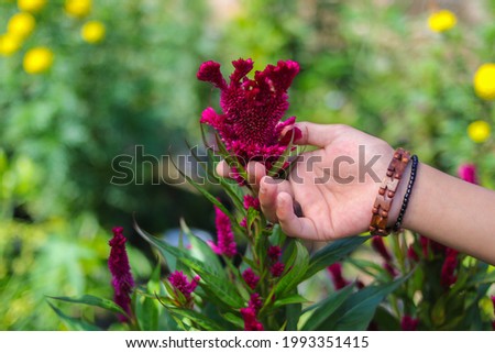 Beautiful Asian girl hand touching Comb flower or Celosia cristata with green leaves blooming in the garden. Beautiful Burgundy Flower Stock images.