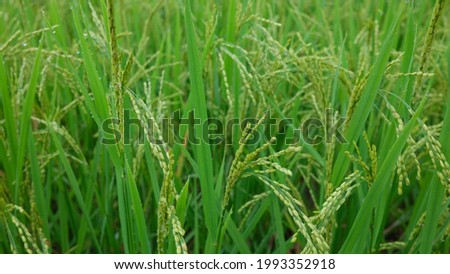 Paddy field or rice field. Closeup of yellow paddy rice field in autumn. Royalty high-quality free stock image of beautiful close up of organic rice fields or paddy field in Vietnam, Asia