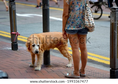 dog pissing on the city street Royalty-Free Stock Photo #1993367477