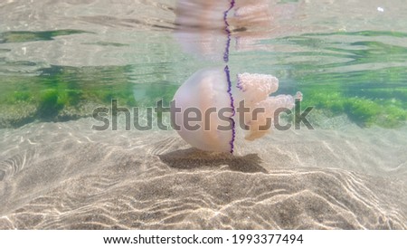 mediterranean jellyfish . jellyfish in Mediterranean Sea swimming and dancing, barrel jellyfish in Mediterranean Sea, jellyfish . jelly . underwaterjellyfish, underwater Animal. Royalty-Free Stock Photo #1993377494