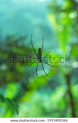 golden silk orb-weavers I find, it expand hang its web between two large tree. This orb-weavers one is a large one, about 20 cm long from top side to bottom side of this picture