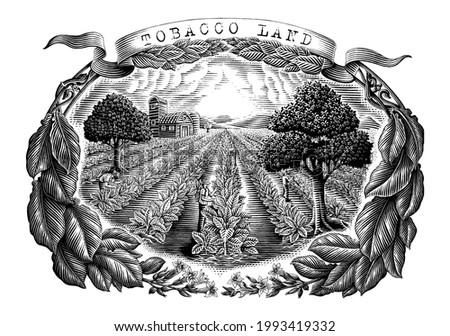 Tobacco land hand draw vintage engraving style black and white clip art isolated on white background