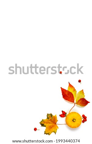 Leaf autumn. Natural food, harvest with orange pumpkin, fall dried leaves, rowan berries isolated on white background. Concept of Thanksgiving day or Halloween