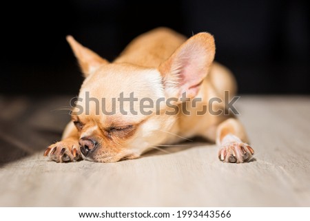 Red-haired Chihuahua dog sleeps in the light