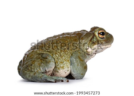 Bufo Alvarius aka Colorado River Toad, sitting side ways. Looking ahead with golden eyes. Isolated on white background.