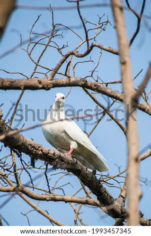 white pigeon, is a domestic rock dove  bred for small size and white coloration that is released during events, such as public ceremonies, weddings and funerals
