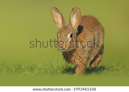 Bunny rabbits playing in the grass