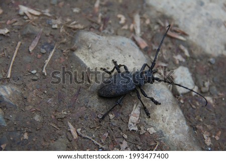 a barbel beetle sits on the ground