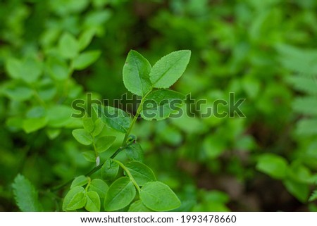 Shrubs with green leaves and blueberries grow in the forest.