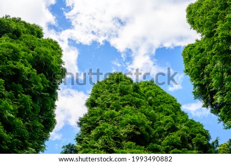 High resolution photo of sky with tree crowns. Park greenery in summer.