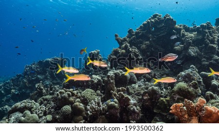 Seascape with fish, coral and sponge in coral reef of Caribbean Sea, Curacao