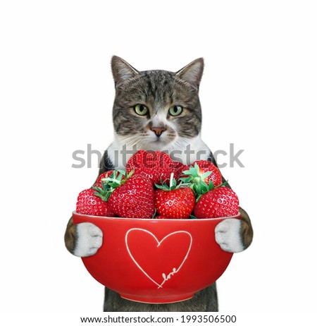 A colored cat holds a red bowl of fresh strawberry. White background. Isolated.