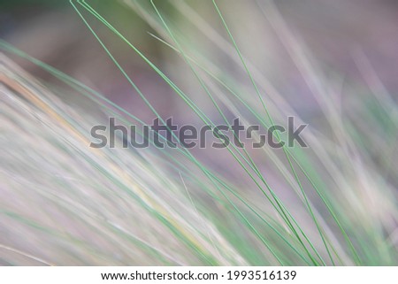 Photography of green and large plant leaves, grass type in exterior.
Relax feeling. Perfect for abstract and natural backgrounds.