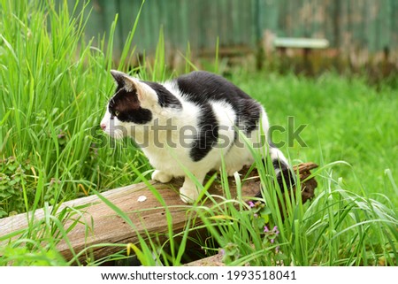 A black and white cat sitting on a wooden board between green grasses