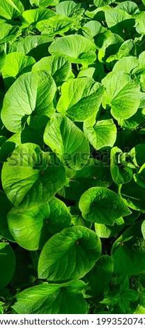 Green background of different plants in summer