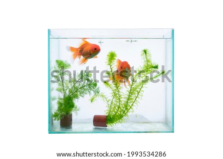 aquarium with fish and waterplants isolated on a white background.