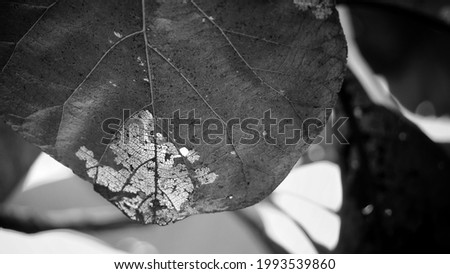 Dried leave on the tree at small farm in Bangkok,  Thailand,  Asia. 
