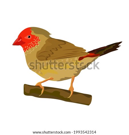 A songbird sits on a branch. Australia exotic bird hand drawn realistic. Vector isolated illustration on white background.