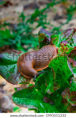 Large red slug or arion rufus eating salad leaves Royalty-Free Stock Photo #1993551233