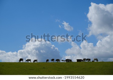 A herd of cows following one another across a meadow on the horizon line. Beautiful blue sky with white clouds.