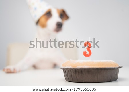 Jack russell terrier in a festive cap by a pie with a candle on a white background. The dog is celebrating its third birthday