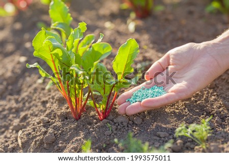 Young adult woman palm holding complex fertiliser granules for beets. Closeup. Root feeding of vegetable plants. Royalty-Free Stock Photo #1993575011