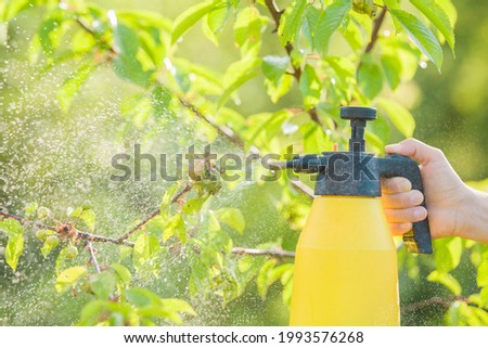 Young adult woman hand holding spray bottle and spraying chemical liquid on cherry leaves with aphids in summer day. Fruit trees treatment from parasites attack. Garden problems and solution. Closeup.