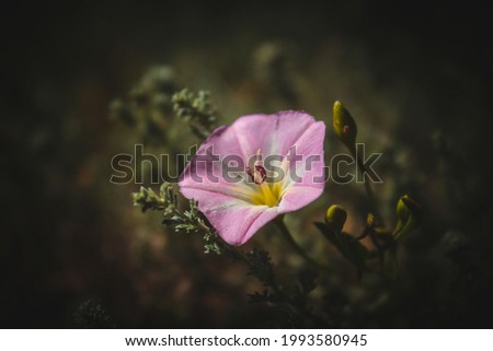 One flower in the grass