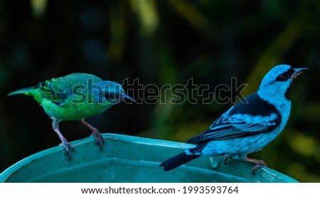 The blue dacnis or turquoise honeycreeper (Dacnis cayana) is a small passerine bird