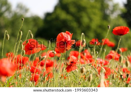close up of a beautiful red poppy field
