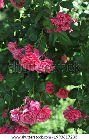 Pink Large-Flowered Climber rose (Rosa) Etude blooms in a garden in June Royalty-Free Stock Photo #1993617233