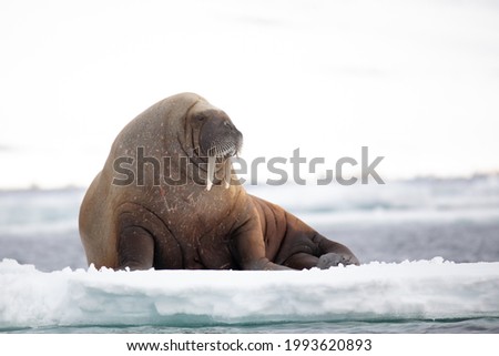a walrus is posing on a ice floe