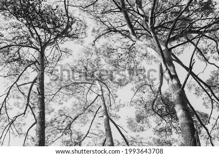 Look up angle of pine trees. View from below. High quality black and white photo