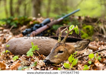 A successful Roe buck hunting