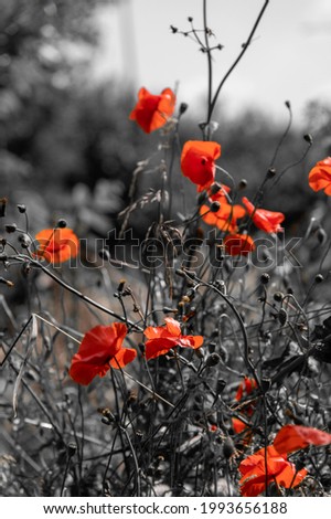 When the poppies come out of the picture